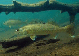 WALLEYE