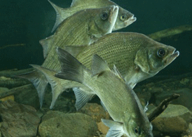 White Bass lures and gear by Execution Lures