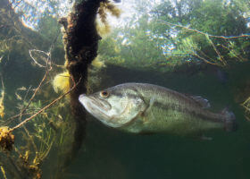 Largemouth bass swimming underwater