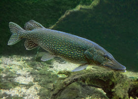 musky / pike swimming underwater