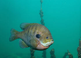 panfish swimming underwater