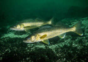 walleye fish swimming underwater